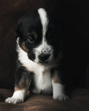 白と黒のかわいい子犬がソファに — かわいい子犬 壁紙
