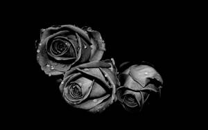 白黒の花 三本のバラ