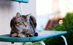 家の外の青い椅子に座る真剣な猫。愛らしいしま模様の毛皮のペット。