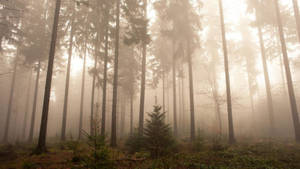wallpaper.wiki-Nature-Foggy-Forest-Wallpapers-PIC-WPB004351 — 暗い森 壁紙