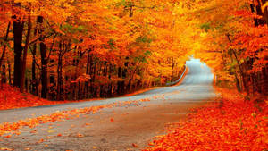 秋のオレンジの紅葉が広がる風景の壁紙
