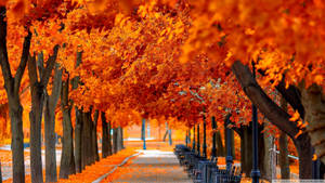 秋のオレンジの紅葉が広がる風景の壁紙