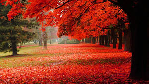 秋の赤い紅葉の風景の壁紙