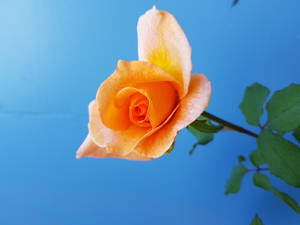 オレンジの花 — バラの花 壁紙