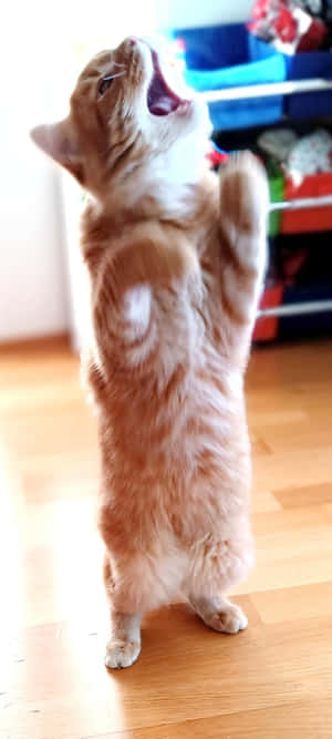 立ち上がって踊る猫.jpg