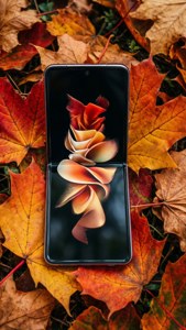 紅葉の上に置かれた開いたZ Flip 5の上面図