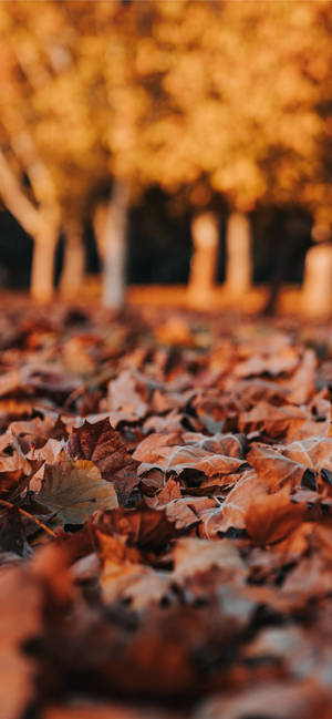 サンクスギビング iPhone 紅葉の葉の画像 — iPhone 16 Pro 壁紙