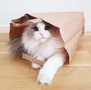 美しい猫の写真 — 猫 壁紙