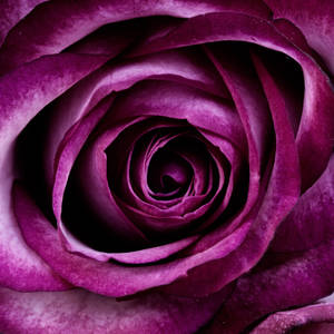 紫の薔薇の美学
