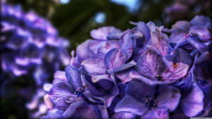 紫色の花房が咲く茂み — デスクトップ用 アートな GIF 壁紙