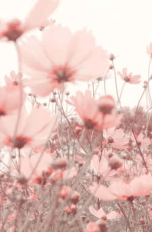 ピンクの花の背景
