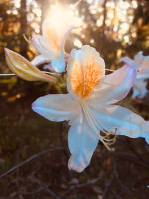 おしゃれな花の画像 — iPad 壁紙