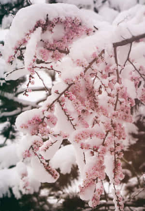 雪の美しい画像 — 冬の美学 壁紙