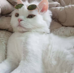 美しい猫の画像 — 美的な猫 壁紙
