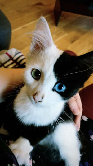 美しい猫の写真 — かわいい猫 壁紙