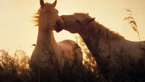 かわいい馬の写真 — かわいい馬 壁紙