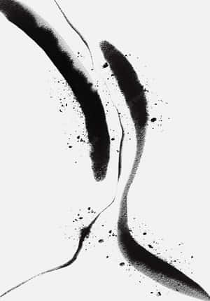 美しい白黒の写真