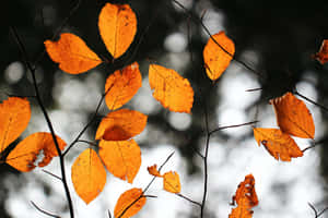 紅葉の美しい背景 — 秋のエモい 壁紙