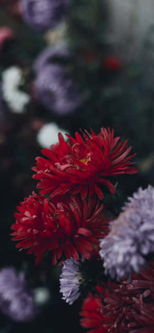 iPhone 花 — iPhone 15 Pro Max 壁紙