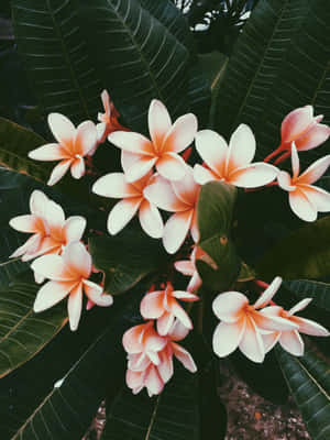 美しい花の画像