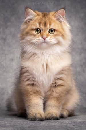 美しい猫の写真 — かわいい猫 壁紙