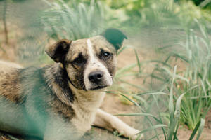 背の高い草の茂みの中に座る成犬の壁紙
