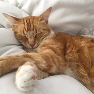 猫の美しい画像 — かわいい猫 壁紙