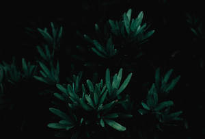 緑の植物 薄暗い — ダーク エスセティック 壁紙