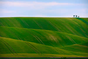緑の自然背景 — MacBook Pro M3 壁紙