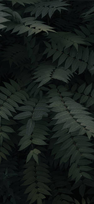 植物 iPhone — ギャラクシーA 壁紙
