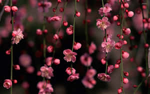 ピンクのフローラル背景 — ピンクの花柄 壁紙