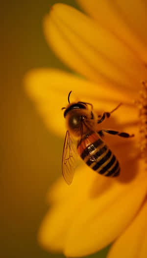 美しさ、花柄、花、新鮮さ、植物、自然、春、新鮮、接写、無地、写真、植物 — 春 壁紙
