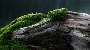 苔のある古木 壁紙 — 2560x1440 壁紙