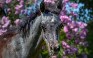 かわいい馬の背景 — かわいい馬 壁紙