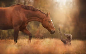かわいい馬の背景 — かわいい馬 壁紙