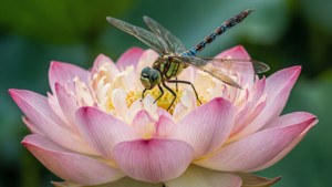 緑の背景に、トンボがとまる蓮の花のマクロ写真。 — 蓮の花 壁紙