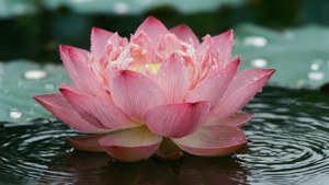 蓮の花をマクロ撮影した1280x720の壁紙、静寂で細部まで美しい。