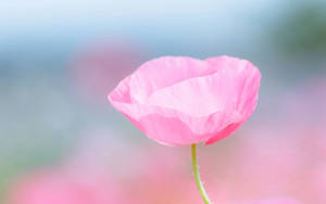 薄い花びらのピンクのバラの壁紙
