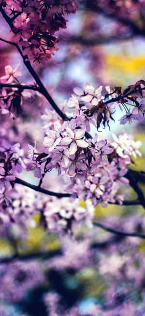 虹色の花 iPhone — iPhone 12 壁紙