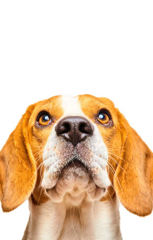 見上げるビーグル犬のヘッドショット — Redmi Pad 2 9.7 壁紙