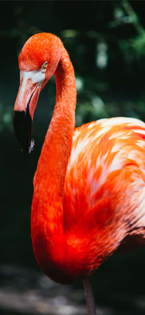 Photography Flamingo Iphone — Vivo V80 Lite 壁紙