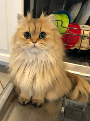 ペルシャ猫の画像 — 猫 壁紙