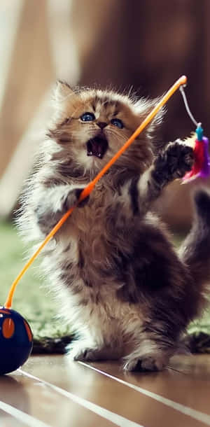 遊び心あふれる子猫のおもちゃダンス