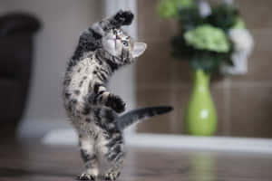 遊び心あふれる子猫のダンスムーブ