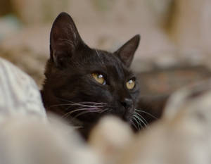 遠くを見つめる黒猫 — 黒猫 壁紙