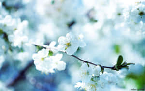 美しい花の画像