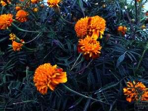 野生のマリーゴールドの花の壁紙。 — 夕暮れ 壁紙