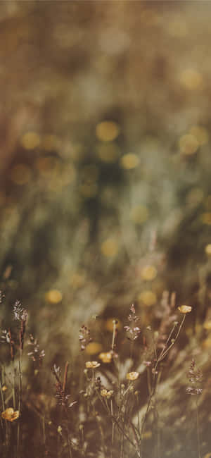 野生の花々の写真 — Huawei nova 16 壁紙