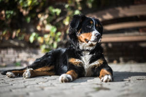 陽の下の可愛いバーニーズ犬 — かわいい犬 壁紙