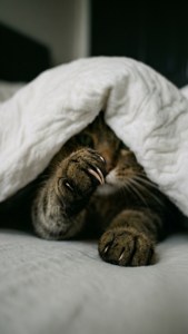 毛布の下から覗く猫の手。 — 猫 壁紙
